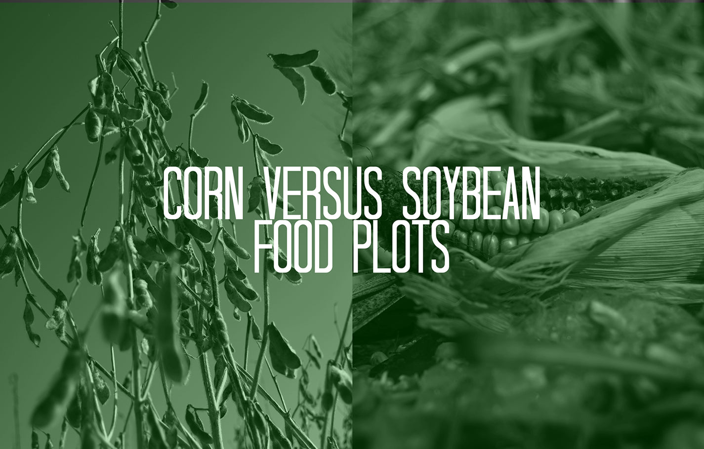 Corn Versus Soybean Food Plots | The Debate - DeerGro