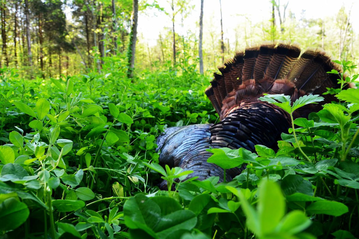 Food Plots For Turkeys 